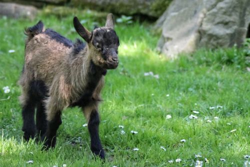 goat kid mountain goat