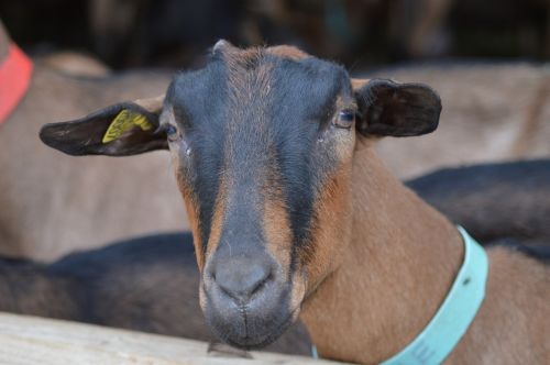 goat animal biquette