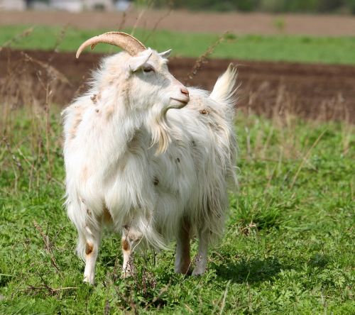 goat animal animals
