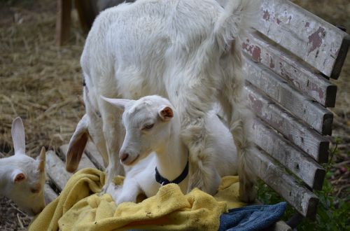 goat kitz cute