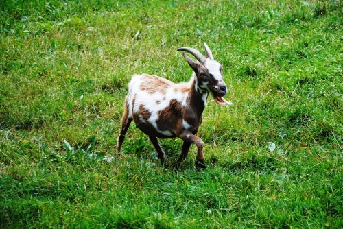 goat nature meadow