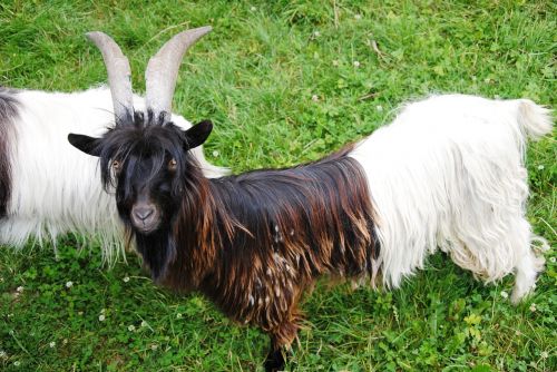 goat nature meadow