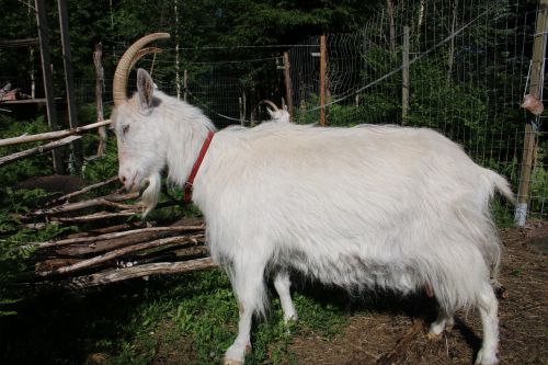 goat white the horns