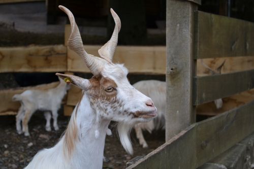 goat zoo billy goat