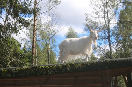 goat summer white