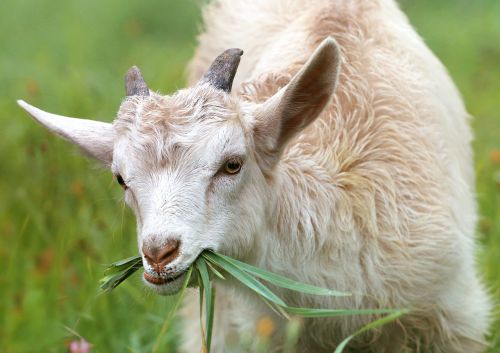 goat lamb little