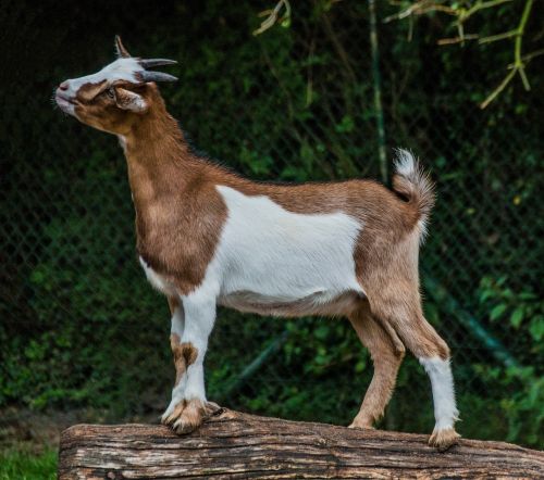 goat billy goat animal portrait