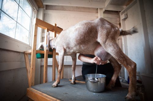 goat milking homestead