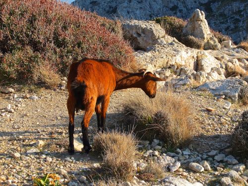 goat mediterranean mallorca