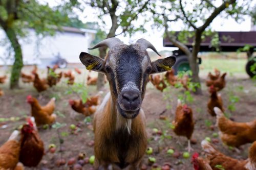 goat billy goat curiosity