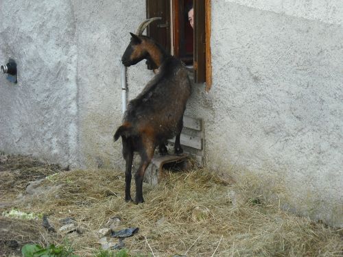 goat animals brown