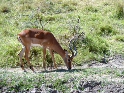 goat horn browser