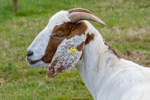 goat horns farm