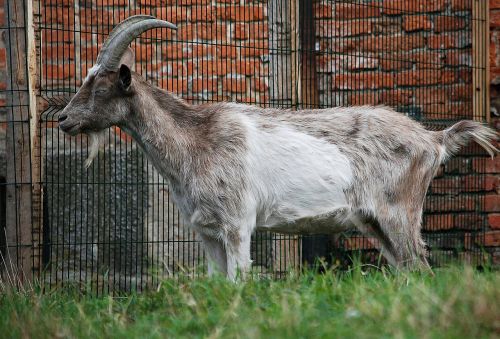 goat animal hay