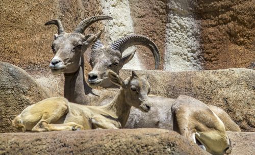 goat animal horn