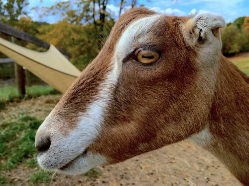 goat profile portrait