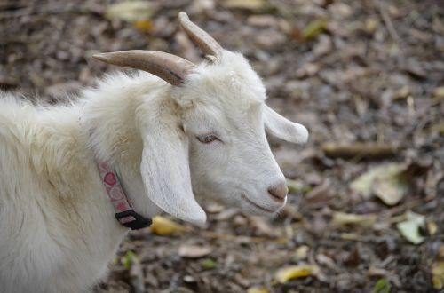 goat white bock