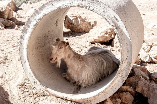 goat tube greece