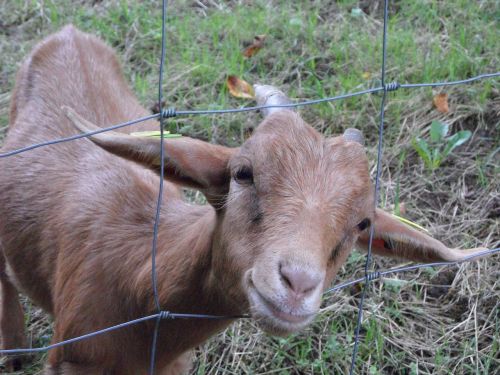 goat fence cheeky