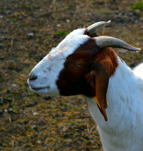 goat billy goat goatee