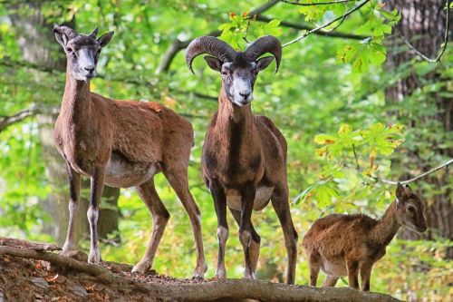 goat horns mammals