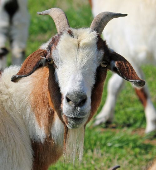 goat face animal