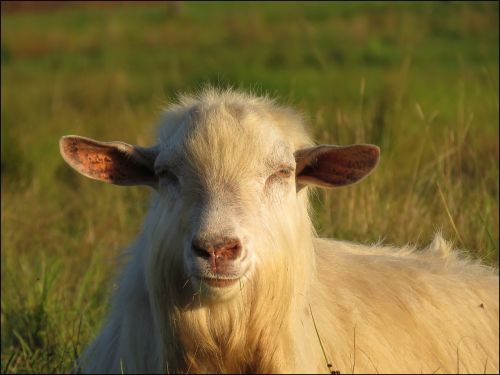 goat nature fur