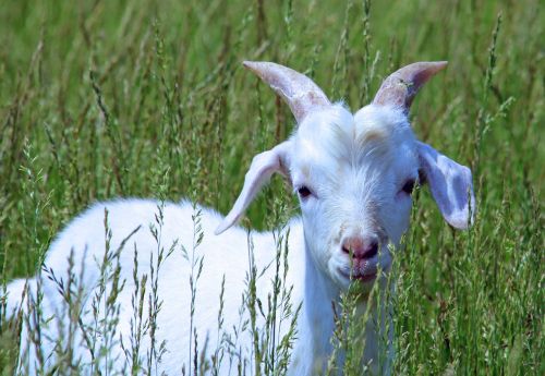 goat baby cute