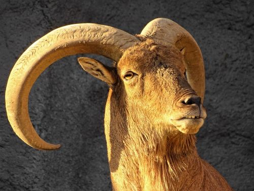 goat horn zoo