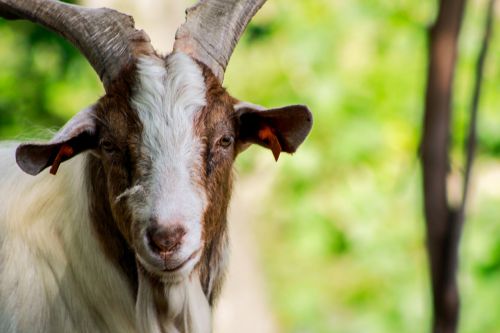 goat buck horn