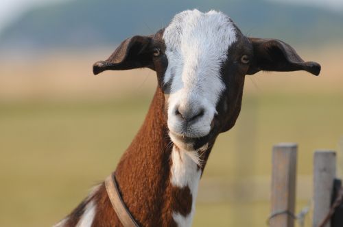 goat nature portrait