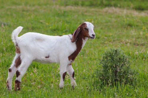 goat nature kid