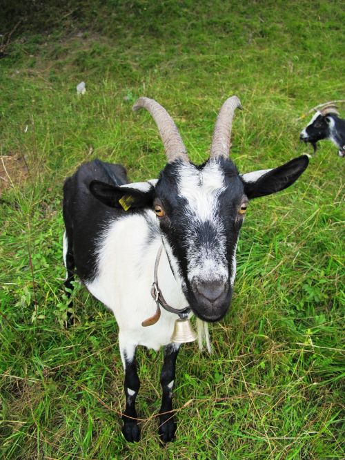 goat nature animal