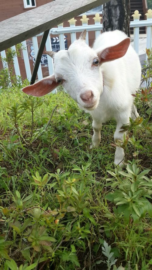 goat animal white goat