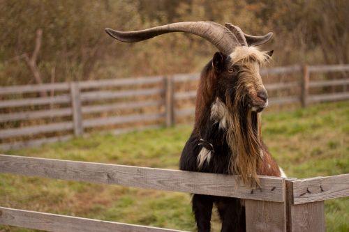 goat goat buck animal