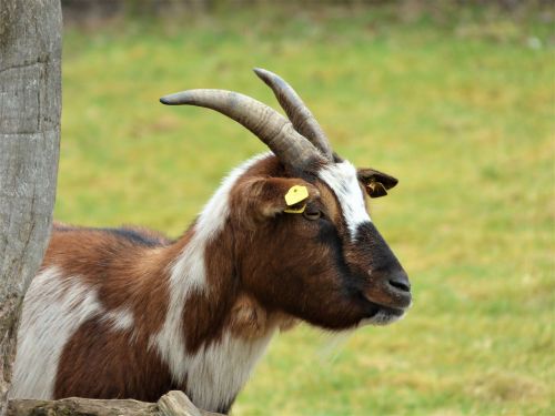 goat horns bock