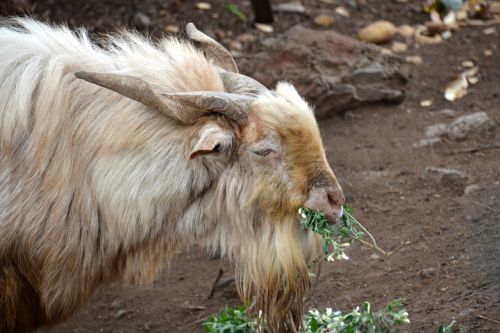 goat bock billy goat