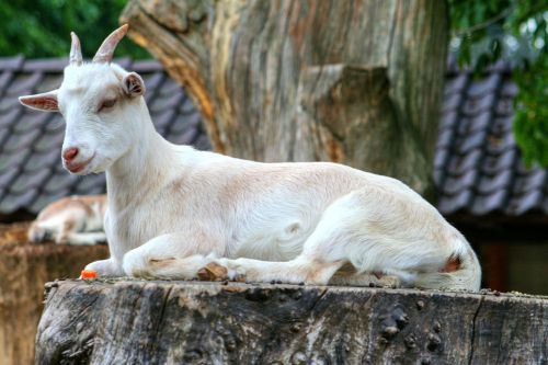 goat animal horns