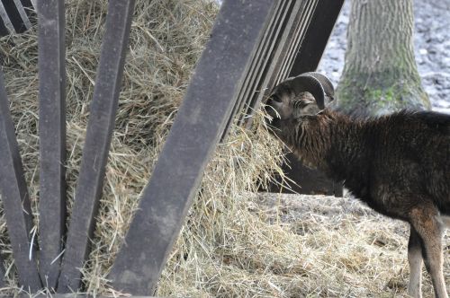 goat animal hay
