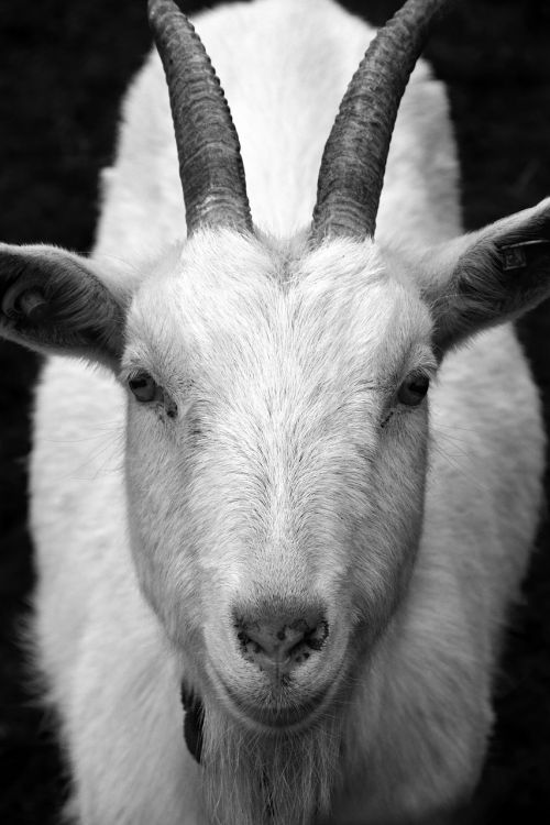 goat billy goat horns
