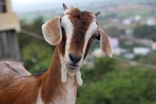 goat animal horns