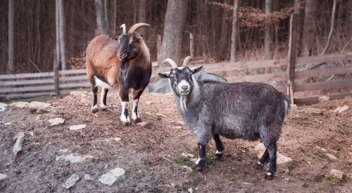 goat animals animal world
