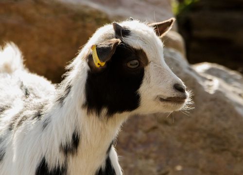 goat zoo domestic goat