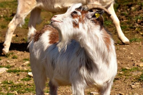 goat funny billy goat