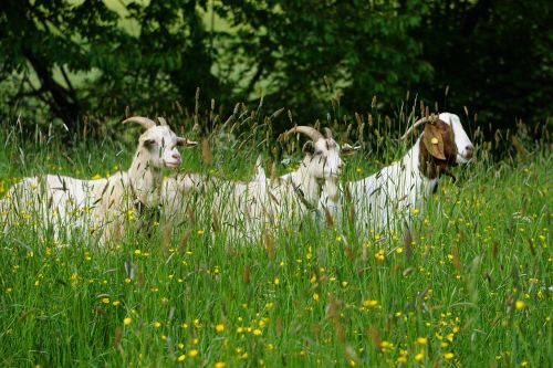 goat animal nature