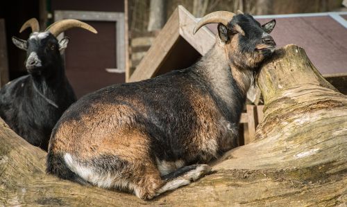goat lazy animal