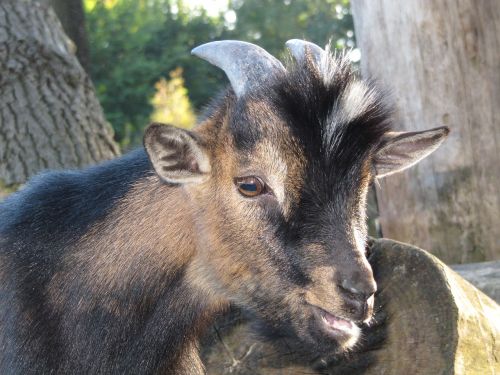 goat kid nature