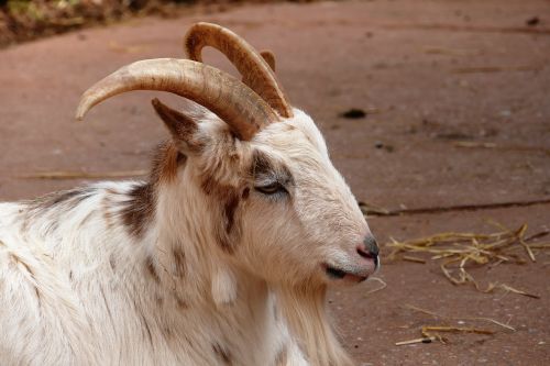 goat animal sheep