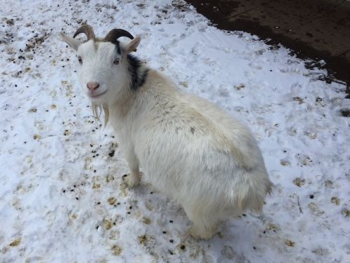 goat farm pet