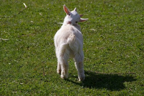 goat killing woolly